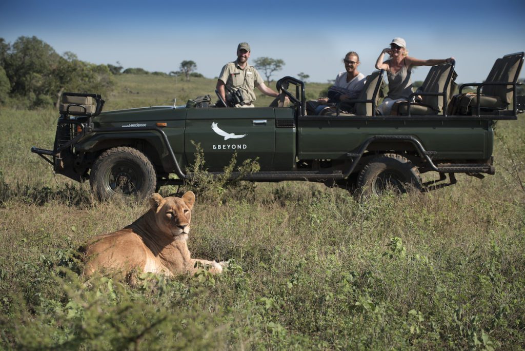 The breathtaking &BEYOND Phinda Private Game Reserve 20 South Africa Phinda Experience Game Drive with lioness 1