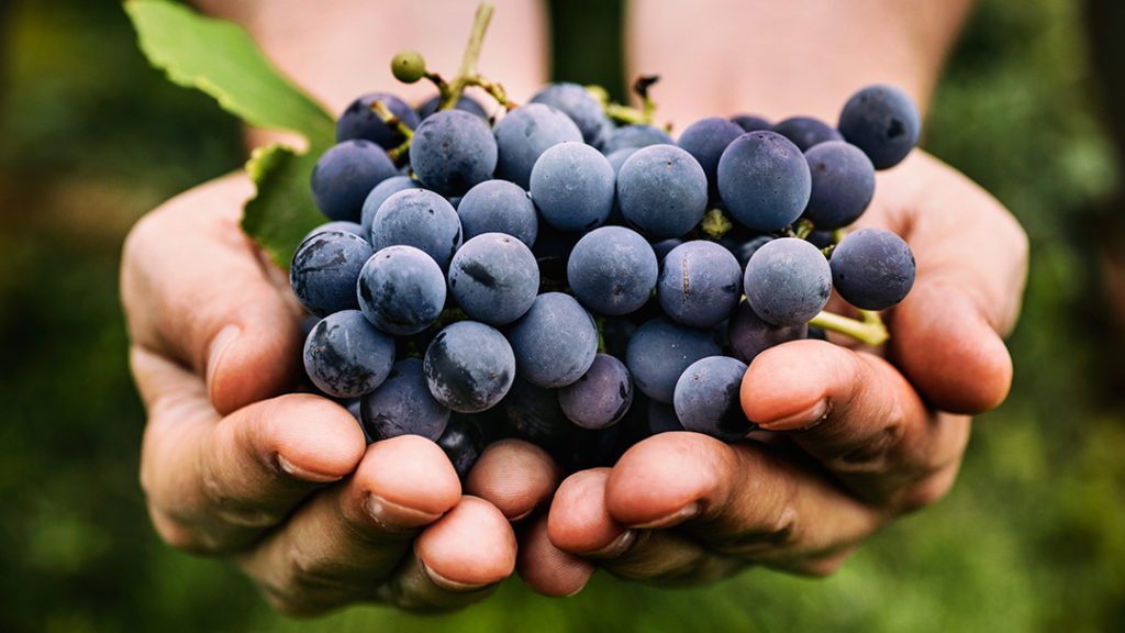 A Surprising Tour of Oregon Wineries 22 Pinot Grigio grapes