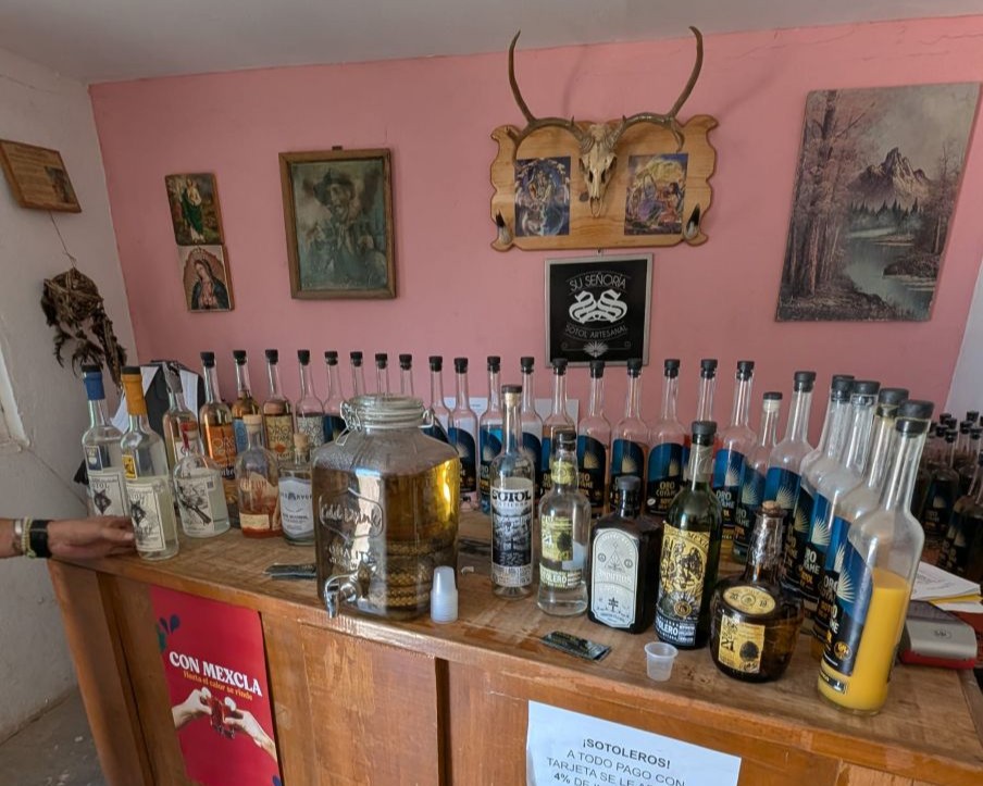 Chihuahua City Guide: Cowboy Country to Cathedral Bells 22 Chihuahua Sotol