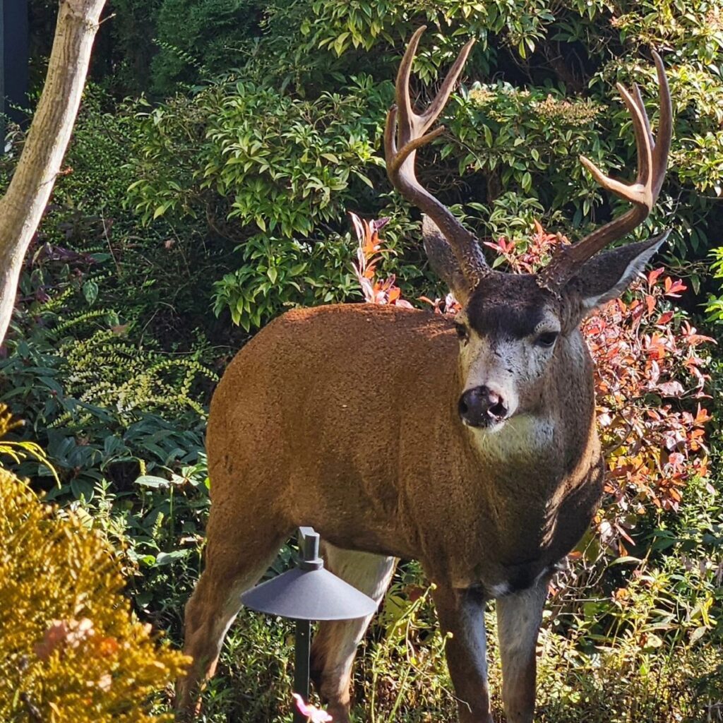 Deer at Abigails Hotel